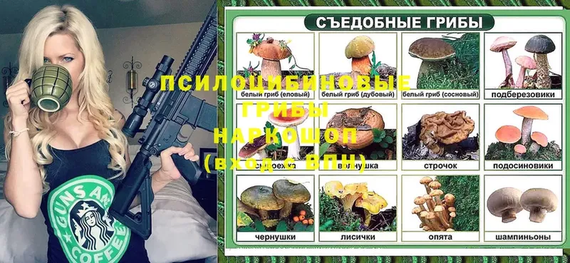 хочу   Артёмовский  Галлюциногенные грибы Cubensis 